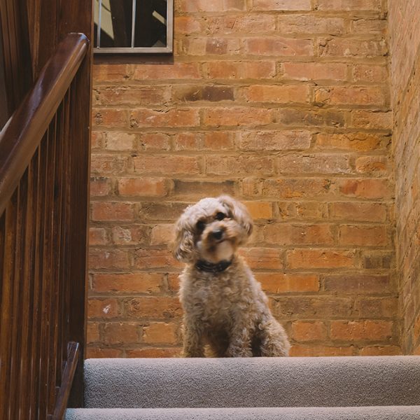 Studio dog