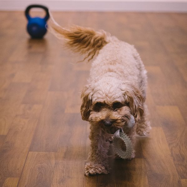 Studio dog