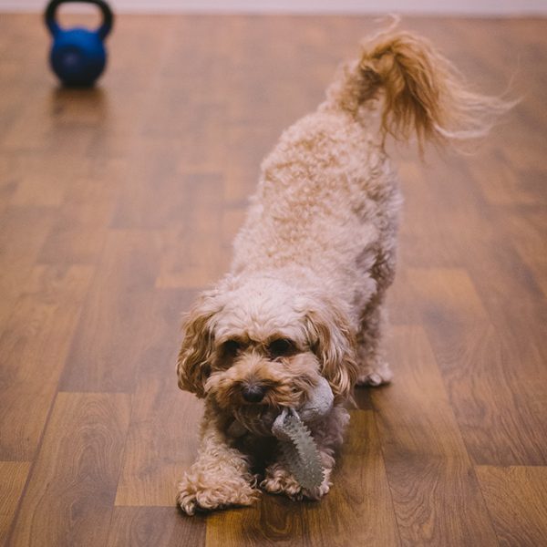 Studio dog