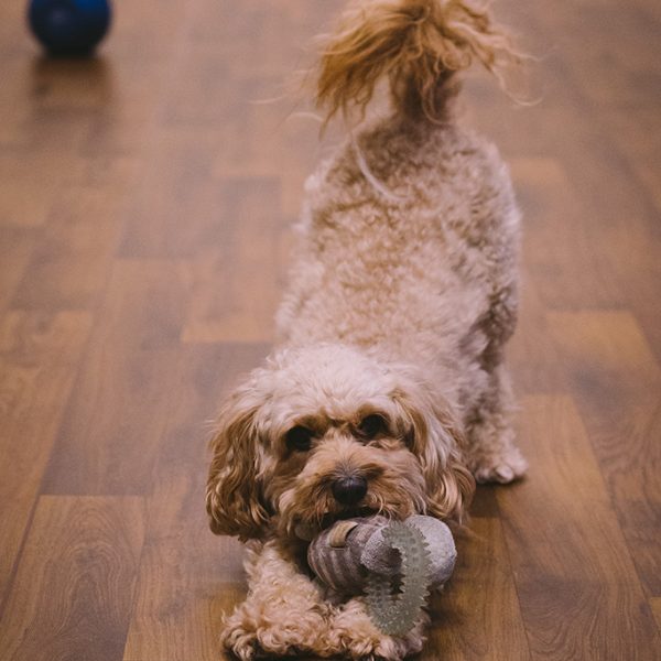 Studio dog