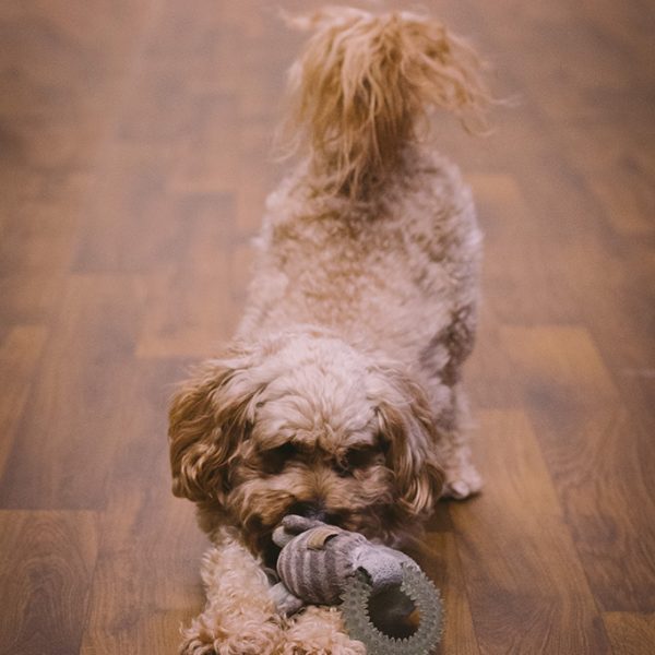 Studio dog