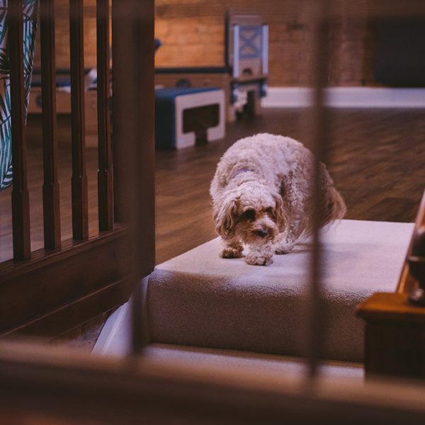 Studio dog